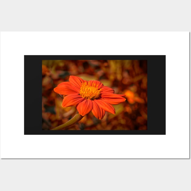 Mexican Marigold - 3 Wall Art by RosNapier